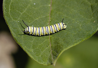 MonarchCaterpilar_ComonMilkweed